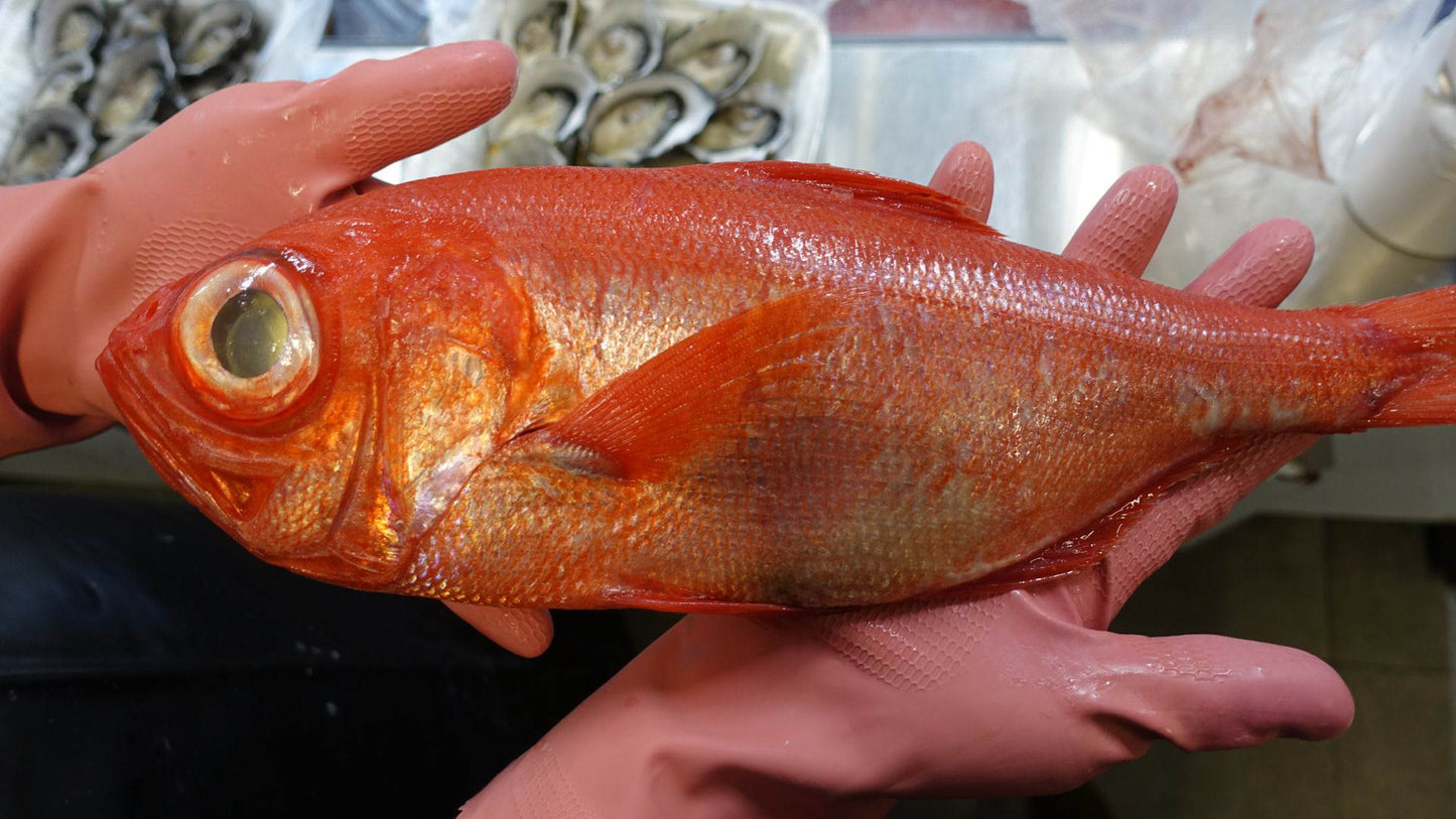 Alfonsinon or Kinmedai fillets 200g