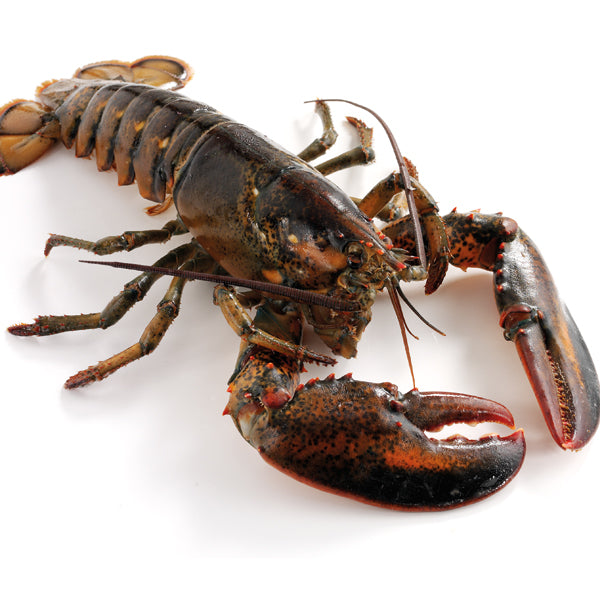 Live Canadian Lobster 650g