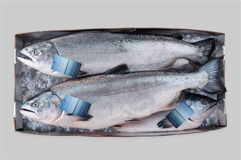 Ora King Salmon