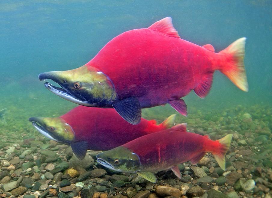 Wild Alaskan Salmon Sockeye Fillets 700g