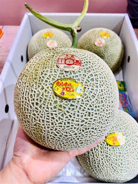 Japanese Yubari king Melon 1pc
