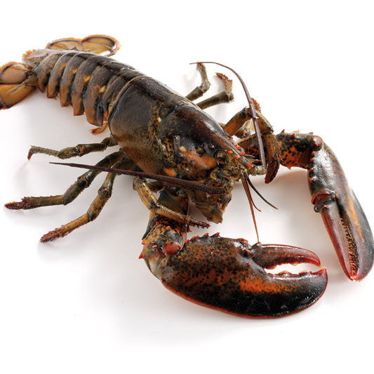 Live Canadian Lobster 650g