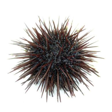Icelandic Sea Urchins