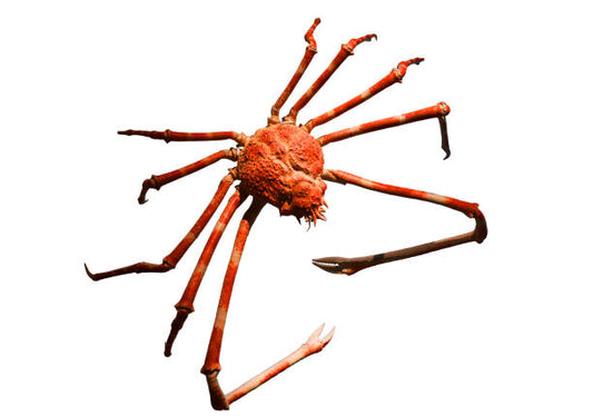 Spider Crab