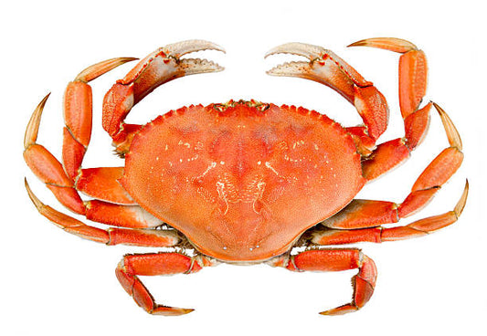 live Tourteau Crab 3kg Box