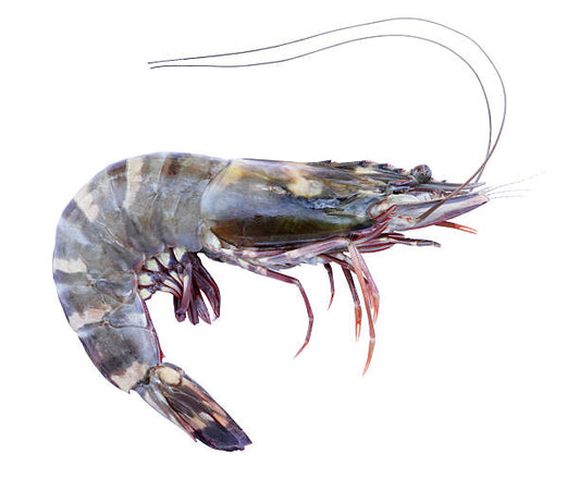 Crevette De Madagascar