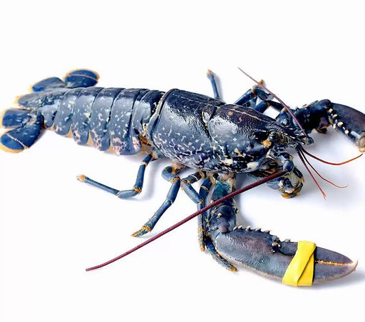 Live European Lobster 650g